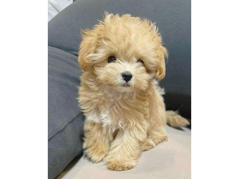 Adrese Teslim Ve Kapıda Ödeme Mevcut Maltipoo