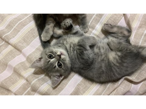 2 Aylık Scottish Straight Bebek