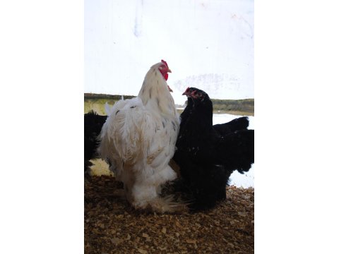 Black Modled Brahma Kuluçkalık Yumurta