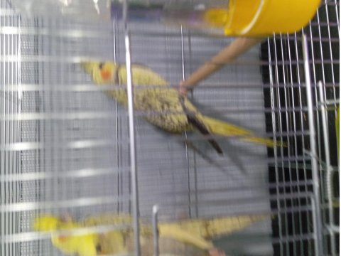 Yavru Sultan Papağanımız