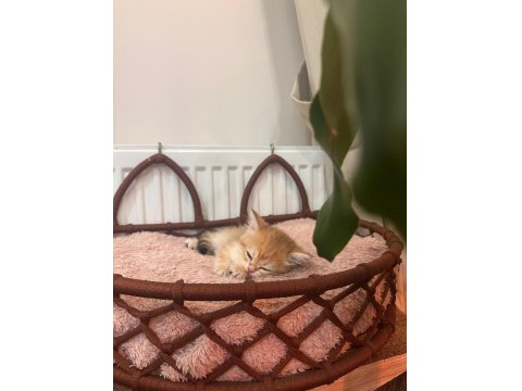 Golden Yeşil Mavi Göz Mükemmel Bebek Kedilerim