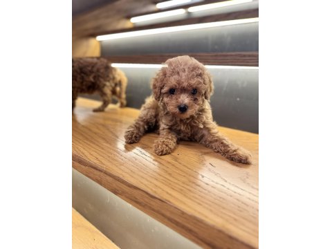 Tuvalet Eğitimli Evde Büyüyen Poodle Yavrular