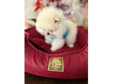 Teacup Ayıcık Pomeranian