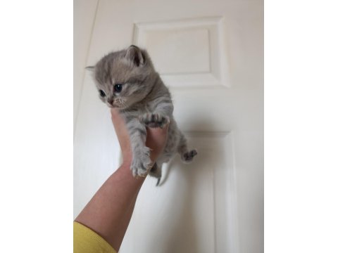 Kedilerimiz Yeni Yuvalarını Arıyorlar