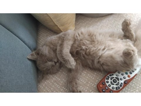 Chinchilla Kedimi Sahiplendirmek İstiyorum