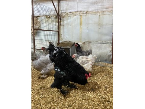 Black Blue Brahma Kuluçkalık Yumurta Ve Civciv