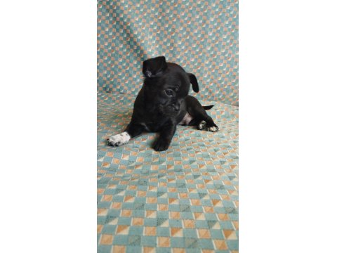 47 Günlük Elma Kafa Chihuahua Yavrular..