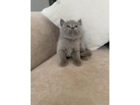 Saf Kan Lilac British Shorthair Bebeklerim