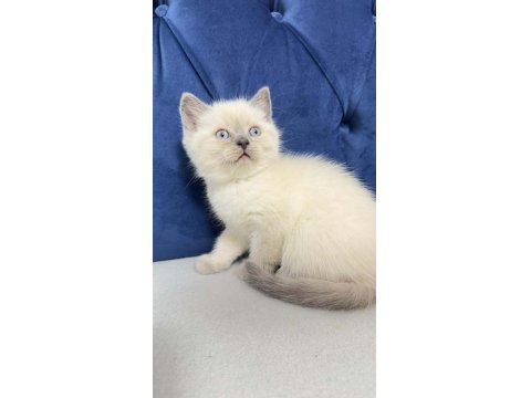 2 Aylık Erkek Kedim (Blue Point)