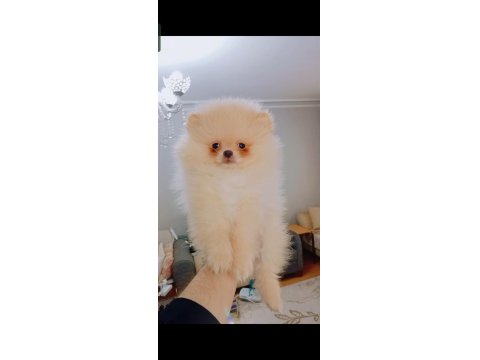 Pomeranian Boo Erkek