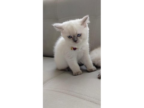 Bayram Şekeri Kedimiz