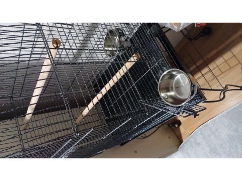 Full Evcil 6 Aylık Yavru Senegal Papağanı