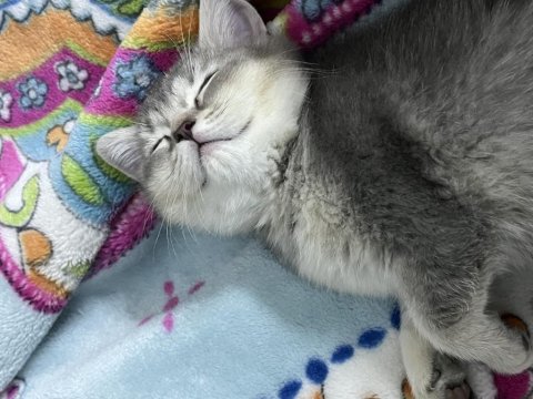 2 Aylık British Shorthair Bebekler