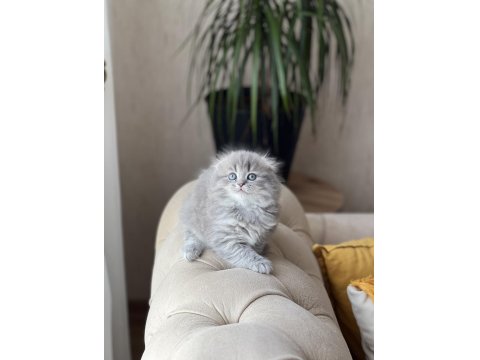 Ayı Surat Scottish Fold Longhair Yavrum