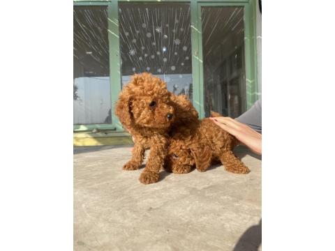 Red Brown Toy Poodle Bebeklerim
