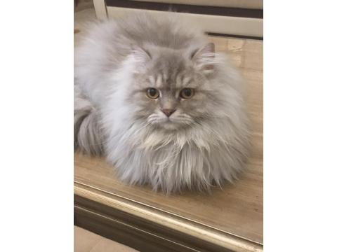 Uysal Ve Oyuncu British Longhair