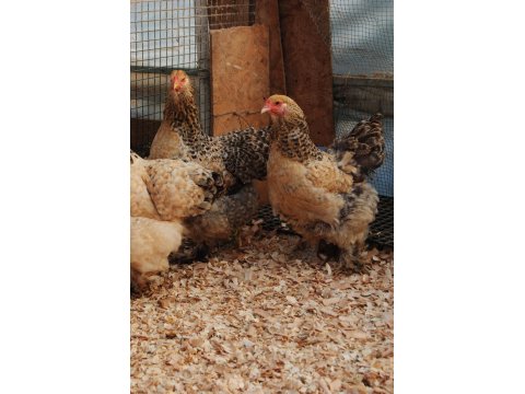 Buff Barret Brahma Kuluçkalık Yumurta