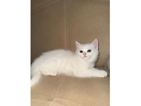 Beyaz İki Yavru Kedimiz Sahiplendirilecektir
