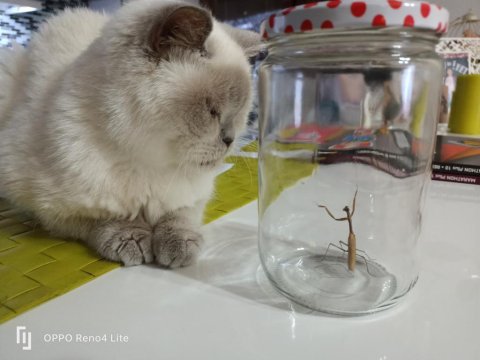 Ücretsiz Sahiplendirme 4 Yaşında Kedimiz