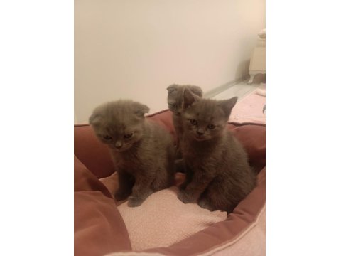 British Kedi Ve Scottish Kediler