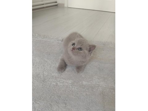 Show Kalite Bebek Kediler