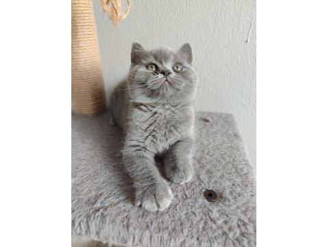 Ayı Surat Safkan Son British Shorthair Yavrumuz