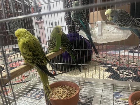 Damızlık Erkek Show Jumbo Muhabbet Kuşu