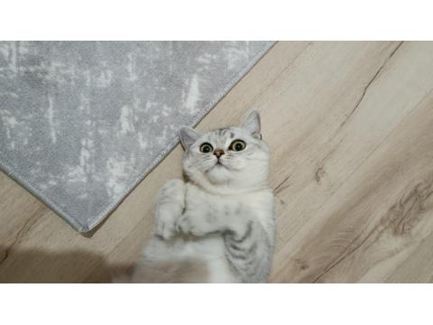 Hürrem Dişi 11 Aylık British Shorthair