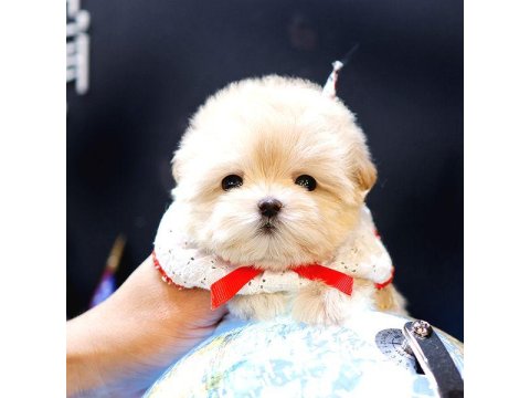 Safkan Maltipoo Bebeklerimiz 2 Aylık