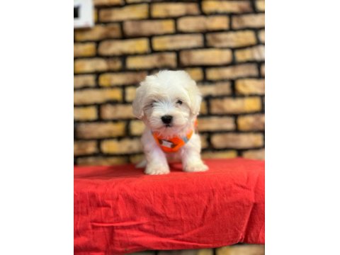 Minik Maltese Terrier Yavrular
