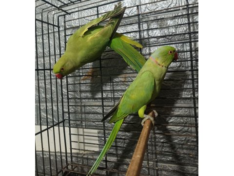 Takım Kapalı Bilezik Pakistan Papağanları