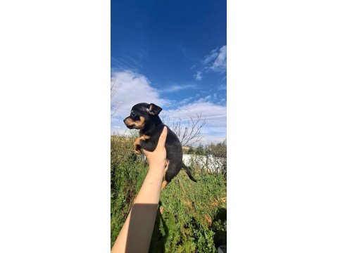 Teacup Dişi Chihuahua Bebekler