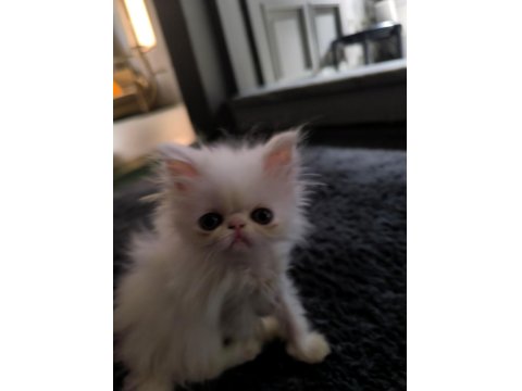 Safkan Exotic Long Ve Shorthair