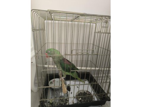 Satılık İskender Alexander Papağanı