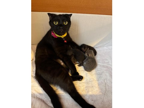 Güzel Kızımın Biricik Scottish Fold Yavruları