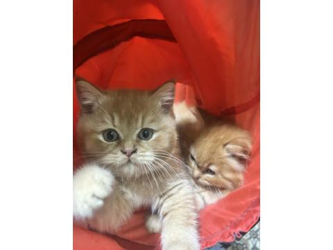 British Shorthair Turuncu Yavru