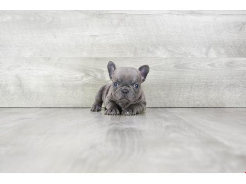 Exotic French Bulldog Yavruları