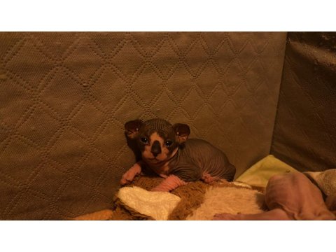 Safkan Kanada Sfenksi Yavruları