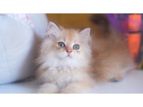 Safkan Şecereli Golden British Longhair Yavrular