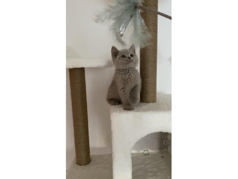 Safkan British Shorthair Lilac Solid Erkek