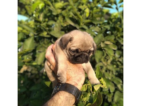 Hamburger Surat Gül Kuyruk Pug