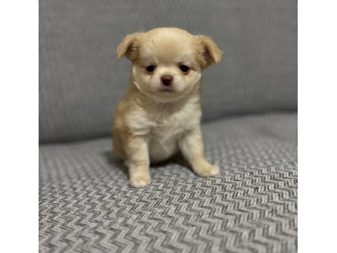 Safkan Kusursuz Yavrular Chihuahua Şivava