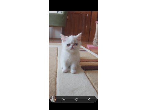 Old Eyes 2 Aylık Erkek Yavru Kedimiz