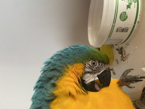 Macaw Papağanı Ele Omza Alışkın 30 Kelime Biliyor