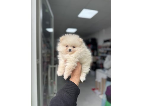 Pomeranian Boo Yavruları