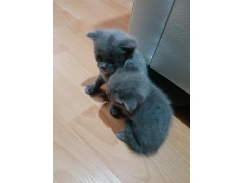 Safkan Scottish Fold Yavruları