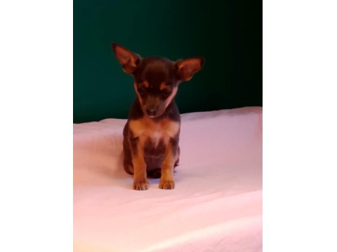 Sıfır Numara Pinscher Yavrularımız