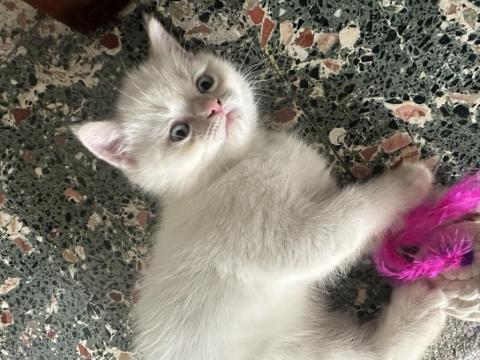 Çok Oyuncu Erkek Scottish Bebeğimiz