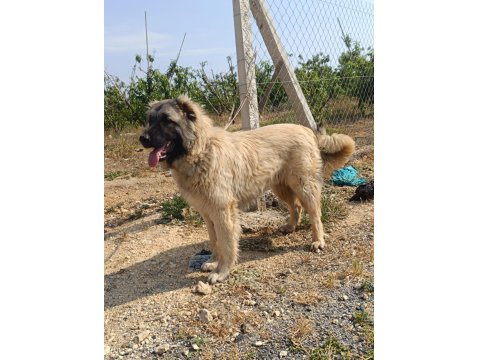 Orjinal Kafkas Çoban Köpeği Erkek