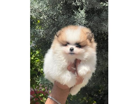 Muhteşem Pomeranian Renkler
